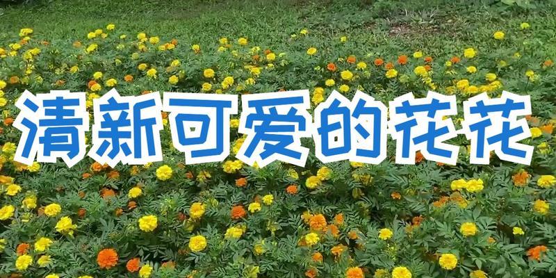 初次相见的心动花语是什么？哪种花语适合初次见面的场合？