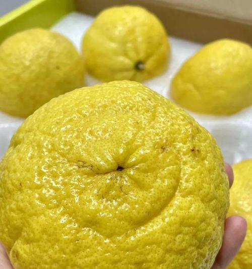 橘子的寓意和花语有何不同？