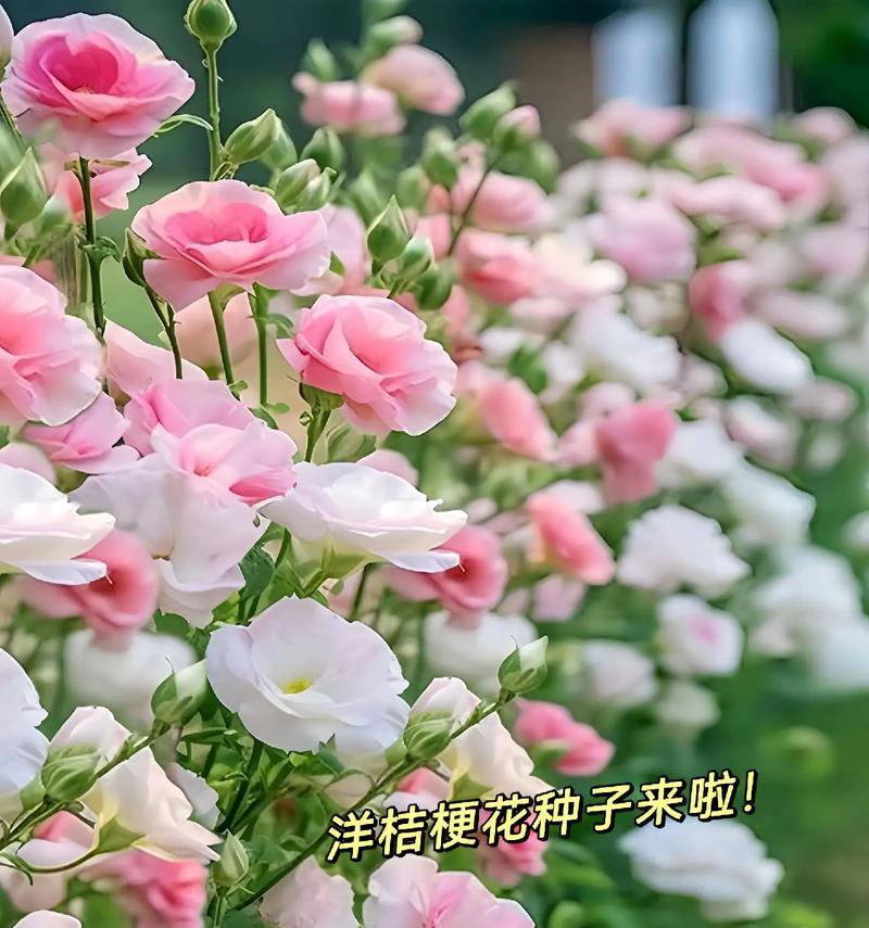 姐妹花的花语代表什么？
