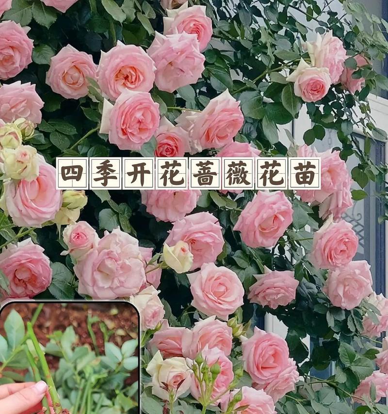 姐妹花的花语代表什么？