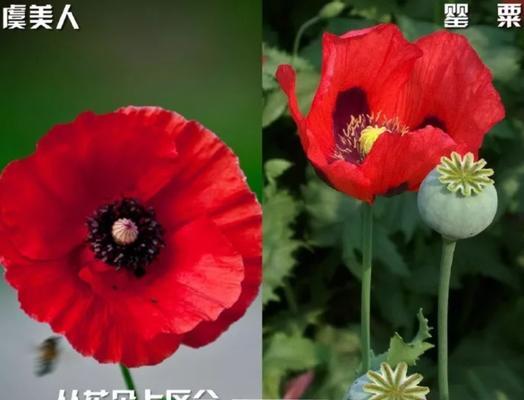 姐妹花的花语代表什么？