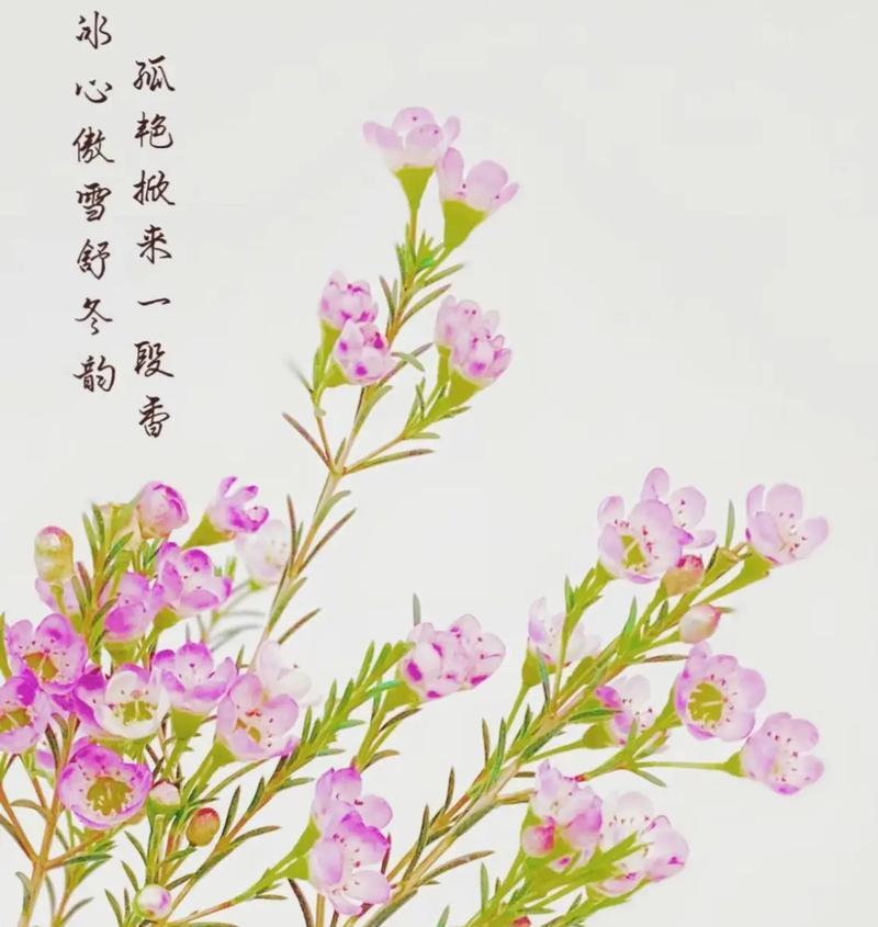 迎春花的花语有哪些含义？
