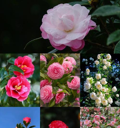 山茶花的花语与文化象征有何联系？
