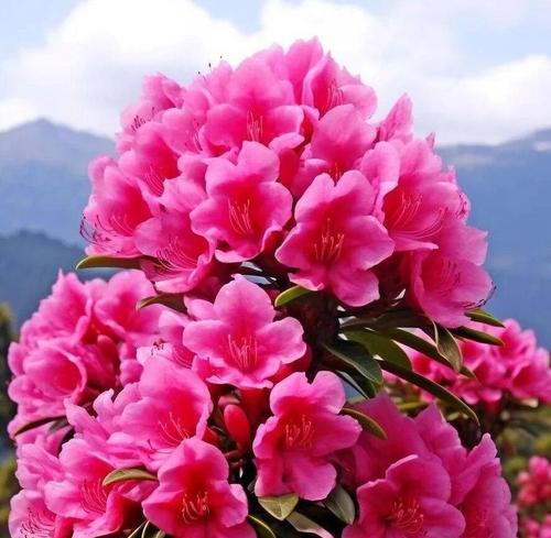 哪种花的花语含有讽刺意味？