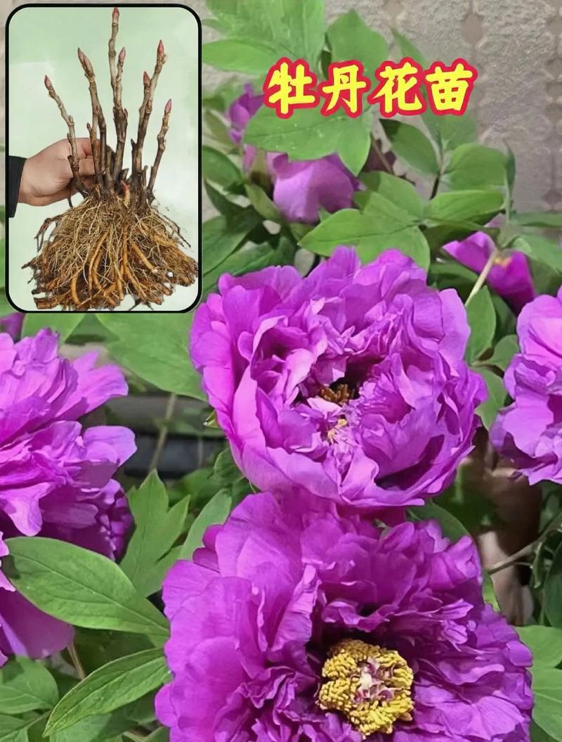 牡丹的花语代表什么？牡丹的含义是什么？