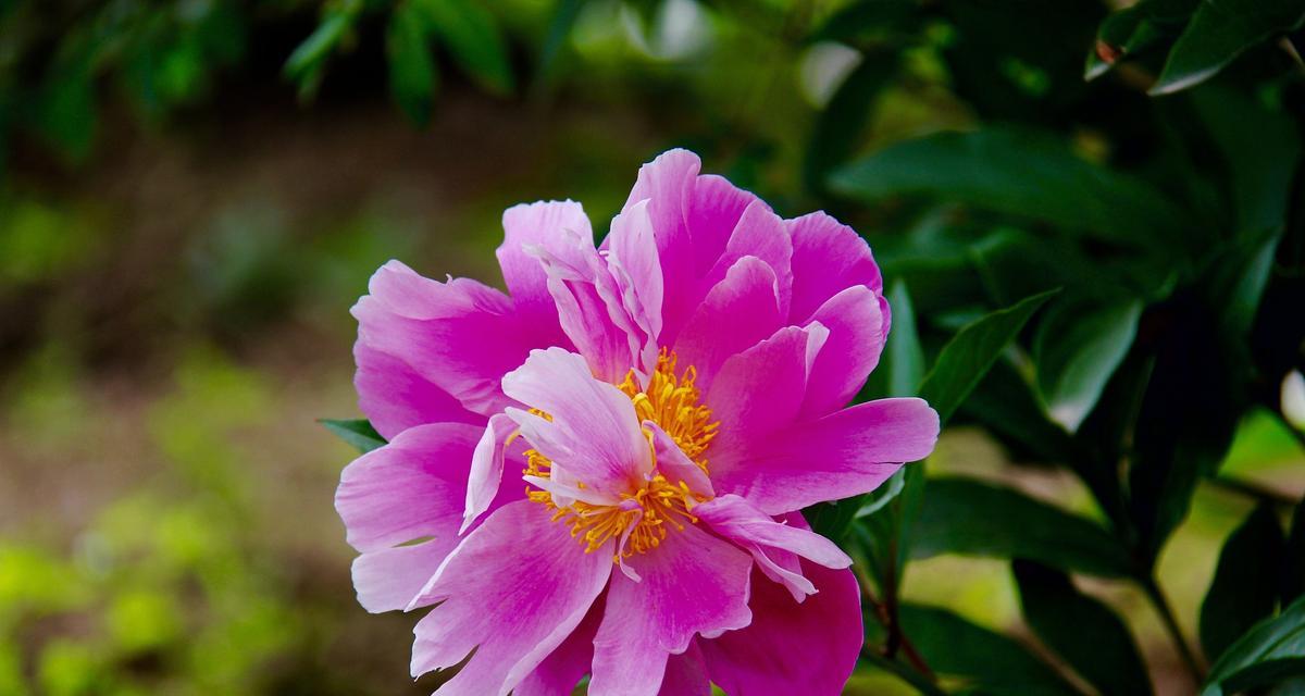 吉米花的寓意和花语是什么？