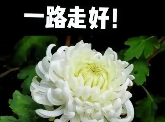 噩运花语寓意何在？