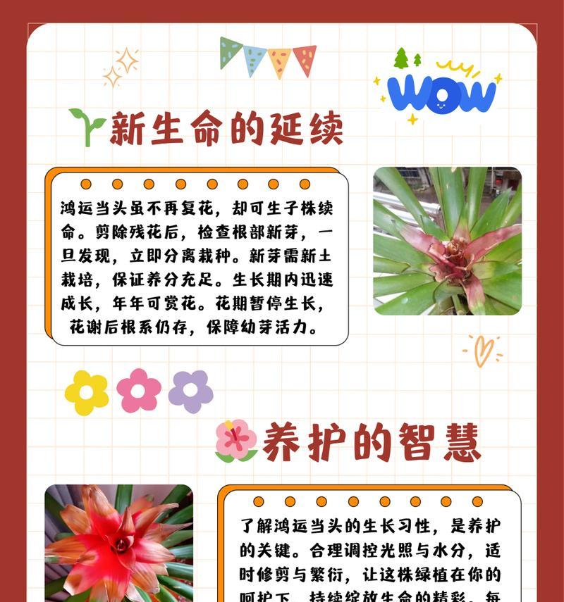 噩运花语寓意何在？