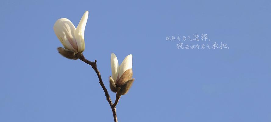 新年的第一天代表什么花语？