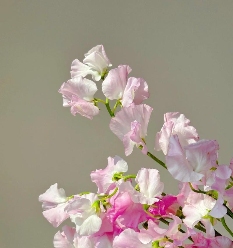 什么花代表等待？我等你的花语是什么？