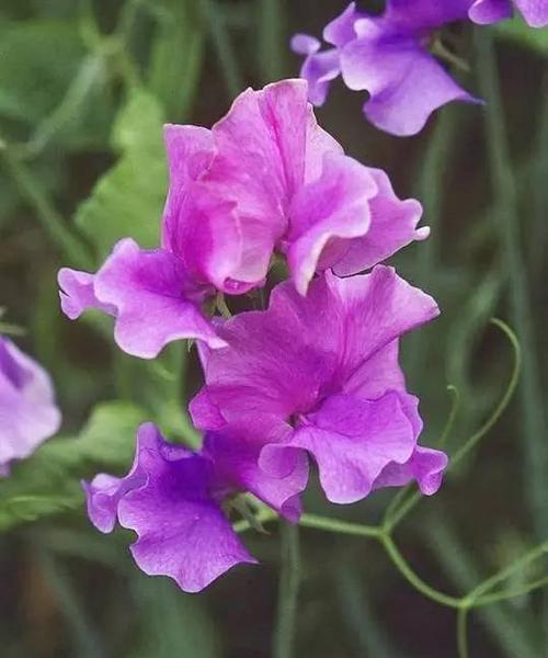 豌豆的花语和寓意有哪些？豌豆花代表了什么？
