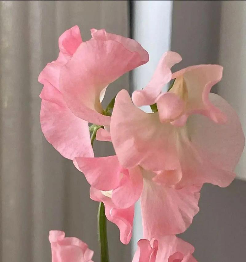 豌豆的花语和寓意有哪些？豌豆花代表了什么？