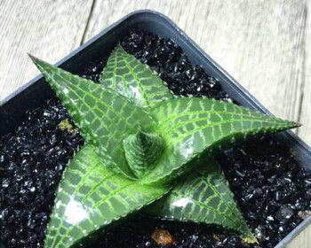 琉璃殿十二卷花语揭示了什么秘密？