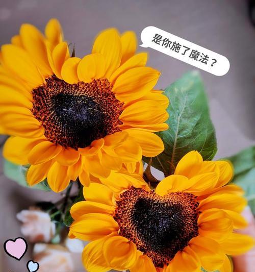 暖男哥哥适合哪种花的花语？