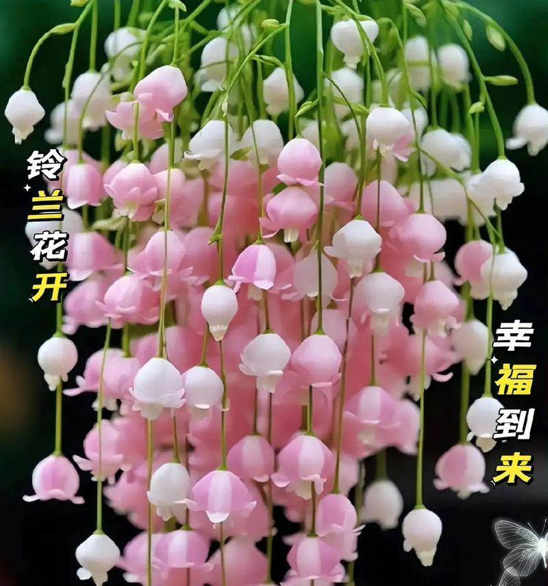 铃兰花灯的寓意有哪些？