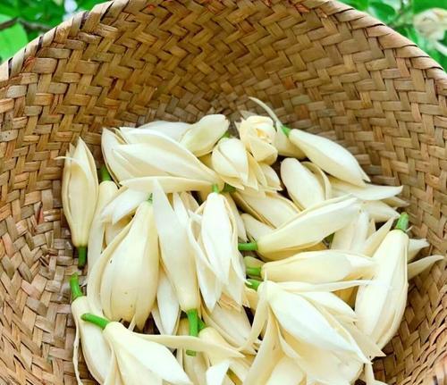芝兰的花语有何象征意义？它代表了什么？