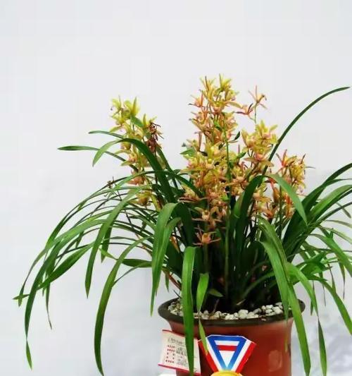 芝兰的花语有何象征意义？它代表了什么？