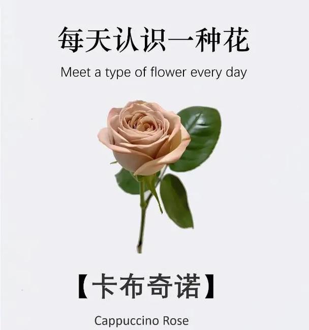 玫瑰卡罗拉的花语暗语有何寓意？