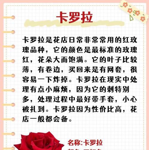 玫瑰卡罗拉的花语暗语有何寓意？