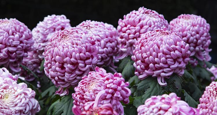 紫色菊花的花语有何寓意？它象征着什么？