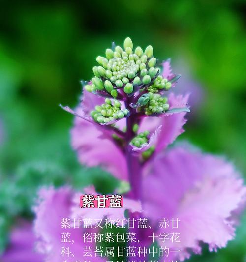 紫色菊花的花语有何寓意？它象征着什么？