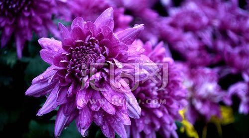 紫色菊花的花语有何寓意？它象征着什么？