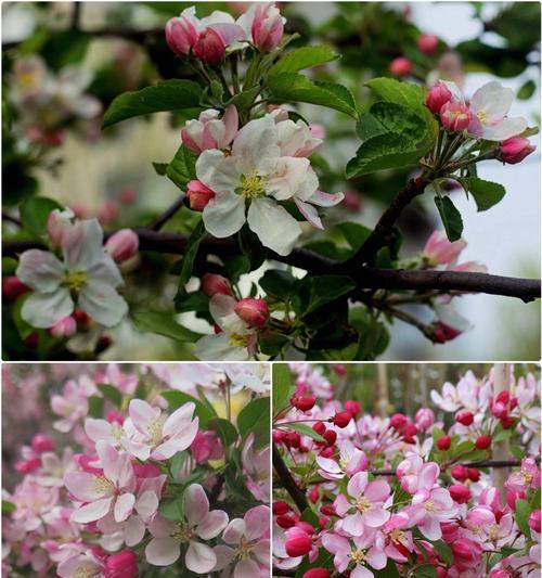 海棠和玫瑰的花语有何不同？海棠与玫瑰花语的区别？