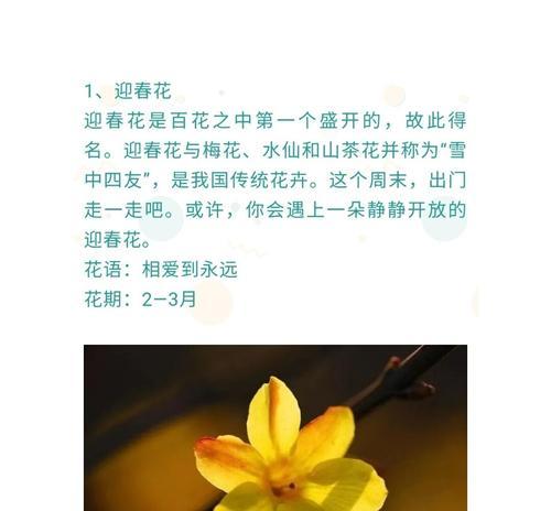 白花朵的花语和寓意是什么？它们各自代表了什么？