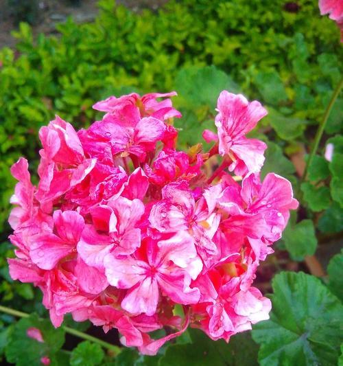 白花朵的花语和寓意是什么？它们各自代表了什么？
