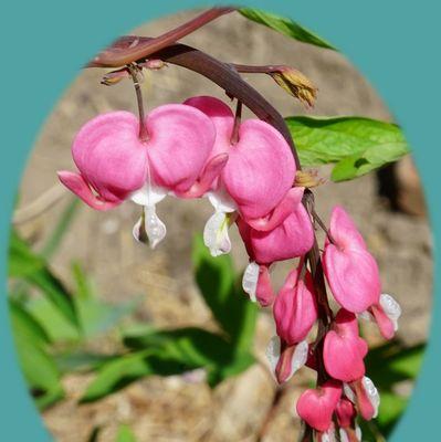 荷包牡丹花语是什么？它象征着什么？