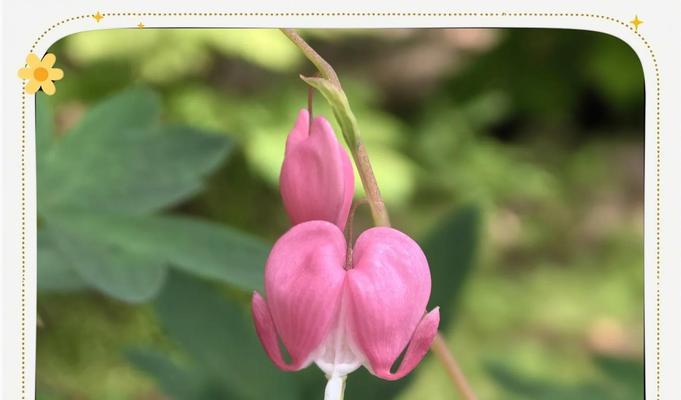 荷包牡丹花语是什么？它象征着什么？