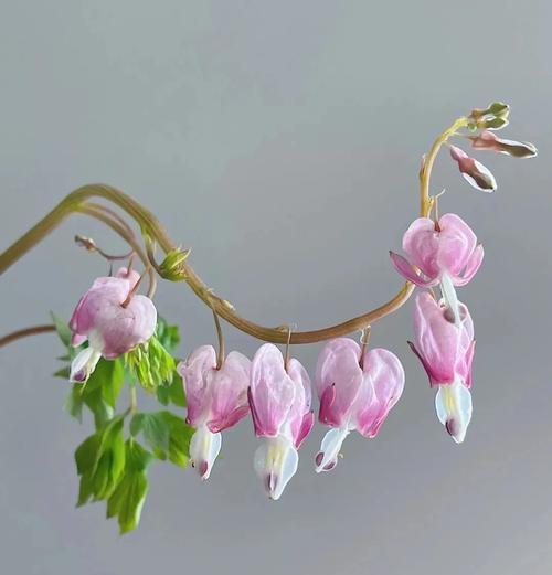 荷包牡丹花语是什么？它象征着什么？