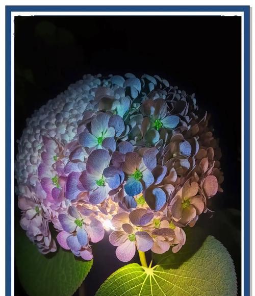 绣球花的寓意和花语有哪些？
