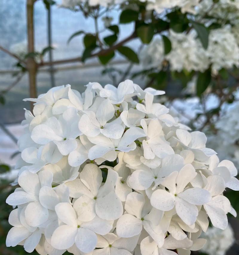 绣球花的寓意和花语有哪些？