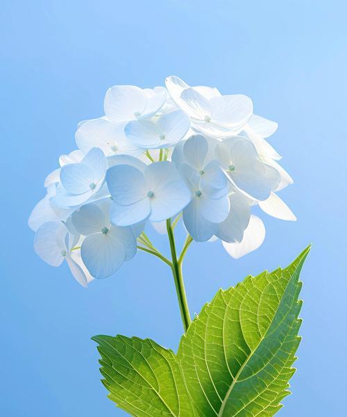 绣球花的寓意和花语有哪些？