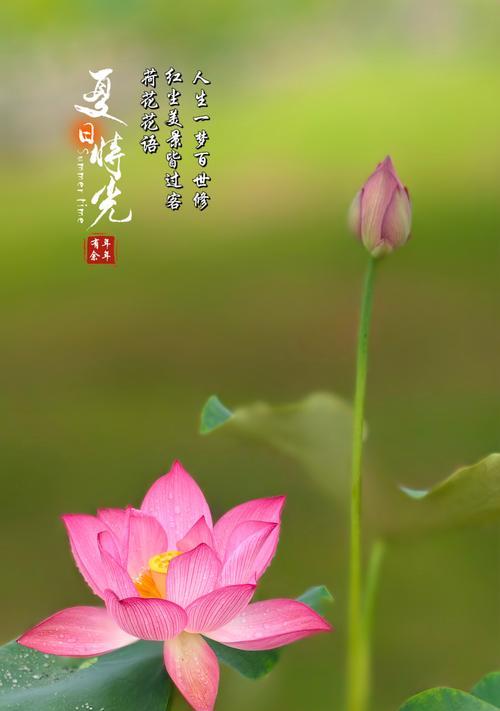 送荷花时应该搭配哪种花语？荷花的花语有哪些？