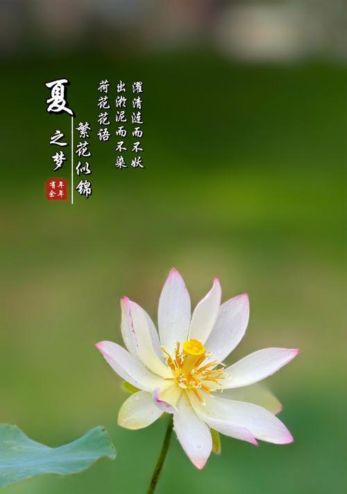 送荷花时应该搭配哪种花语？荷花的花语有哪些？