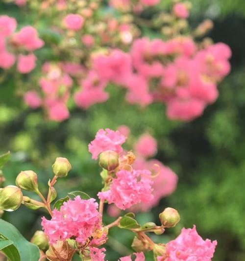 紫薇花的花语有哪些含义？