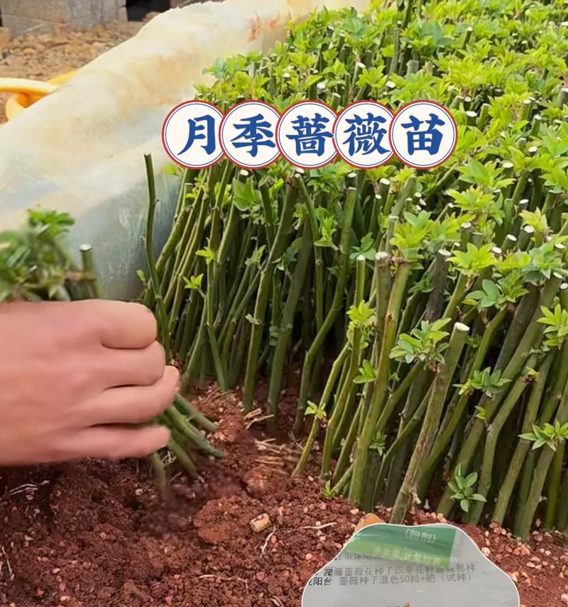 蔷薇花语有何深意？