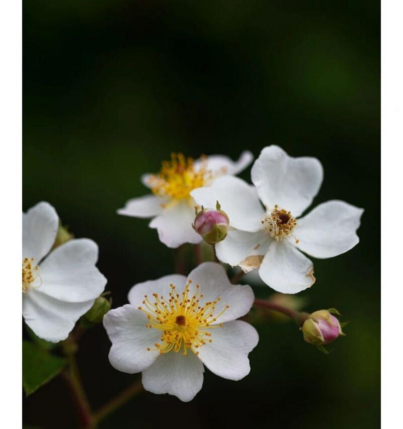 蔷薇花语有何深意？