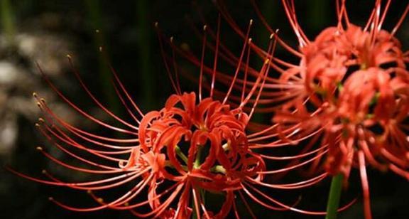 “隐秘死角”中各花语的含义是什么？