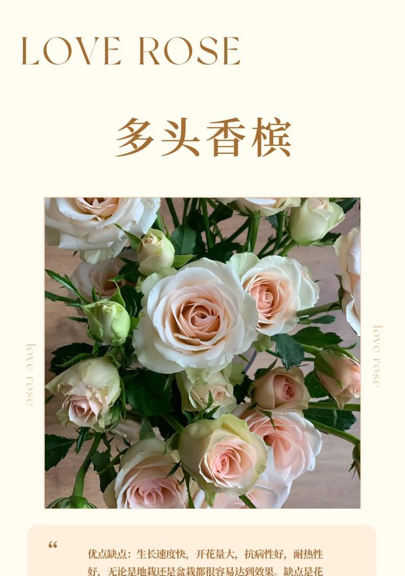 香槟玫瑰与橙芭比玫瑰花语有何不同？哪种更适合表达爱意？