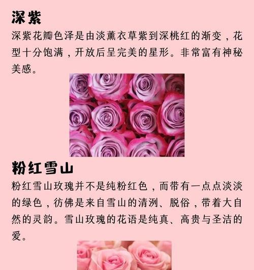 所有玫瑰花共同的花语是什么？代表了什么情感？