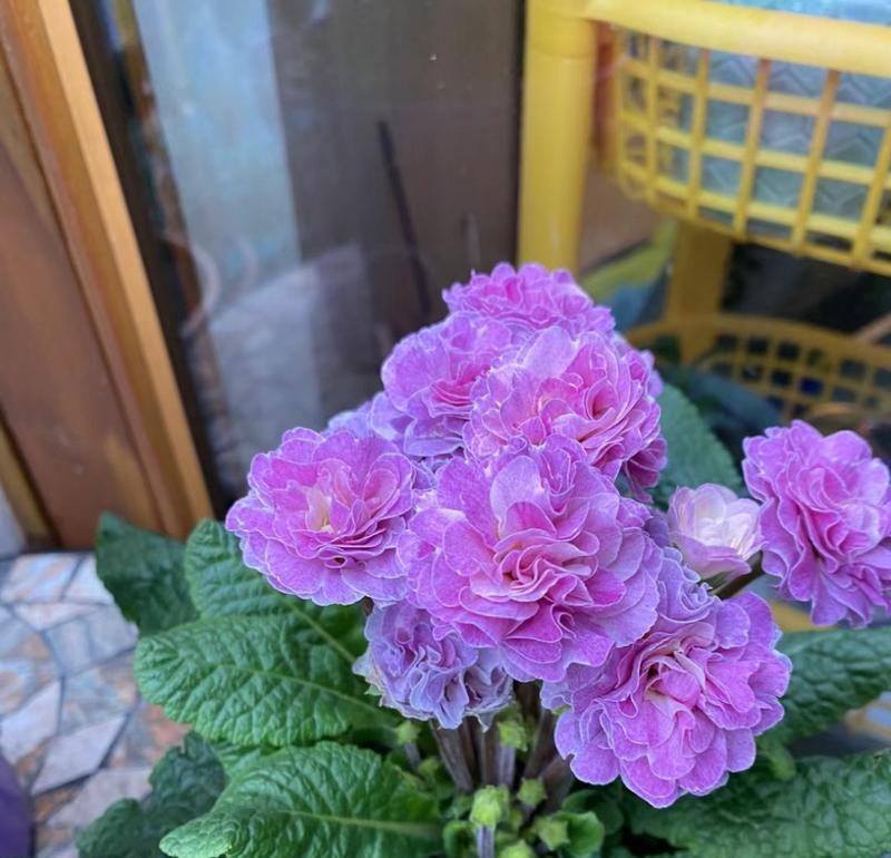 报春玫瑰的花语寓意是什么？它象征着什么？