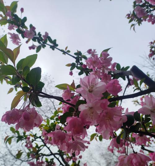 樱花盛开的花语代表什么？