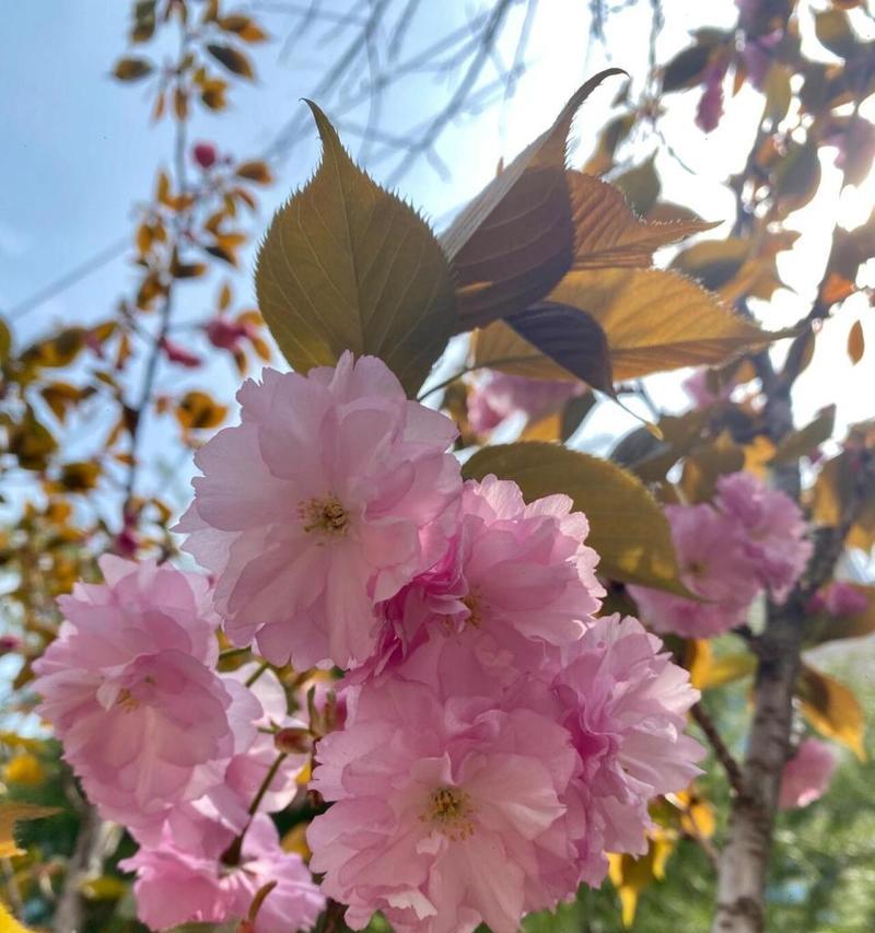 樱花盛开的花语代表什么？