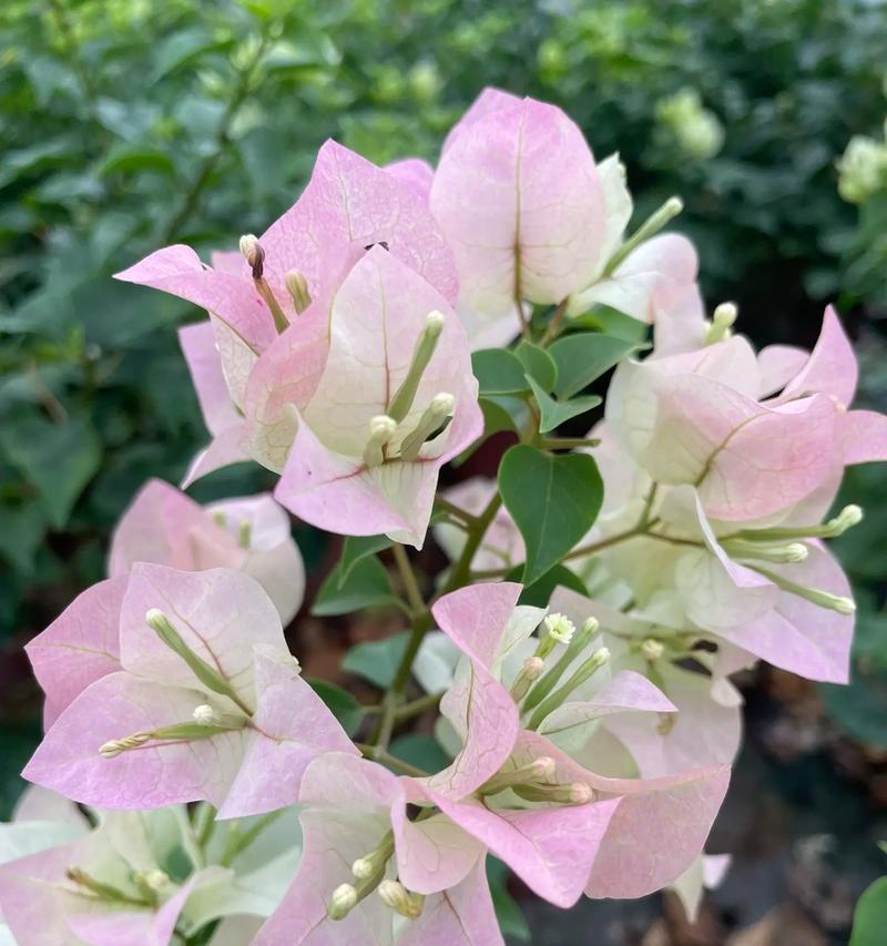 “我独美”的花语有哪些含义？