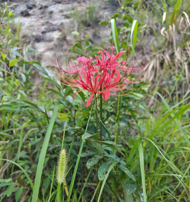“我独美”的花语有哪些含义？