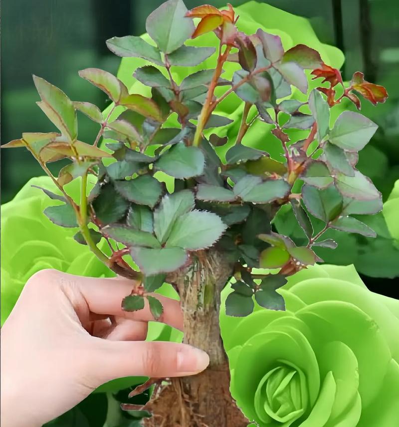 玫瑰花为何会变成蓝绿色？