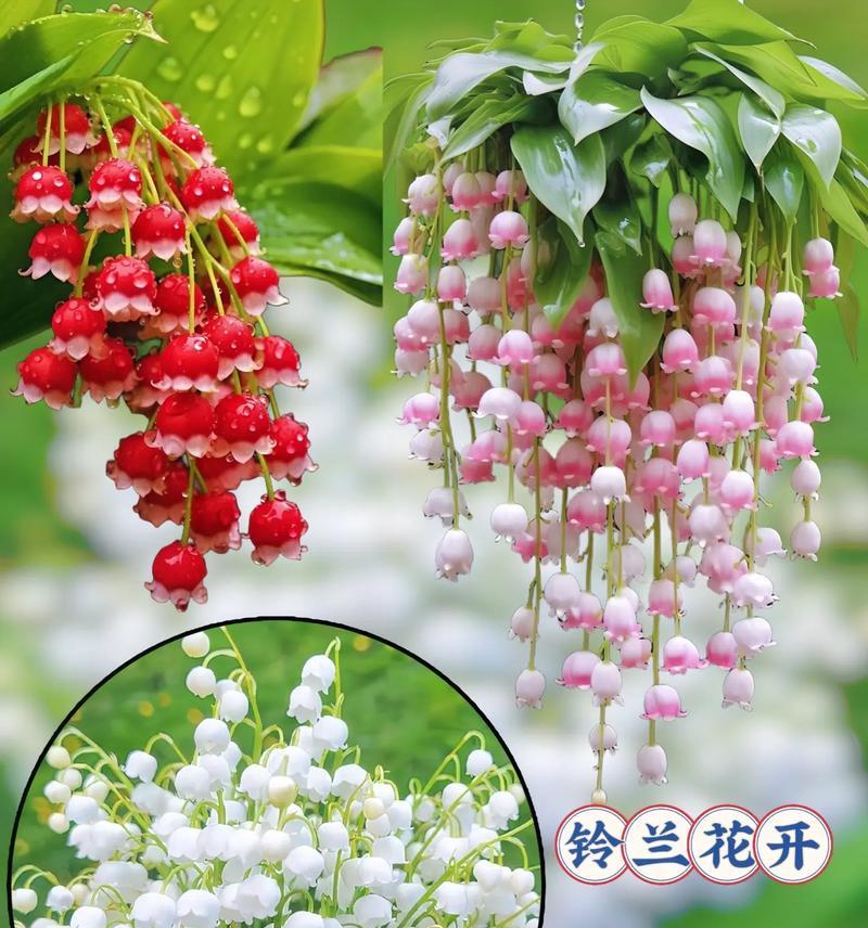 奔向幸福的花语是什么意思？适合哪种祝福？